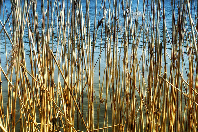 湖上的干芦苇图片下载