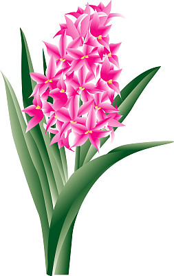 风信子图片下载