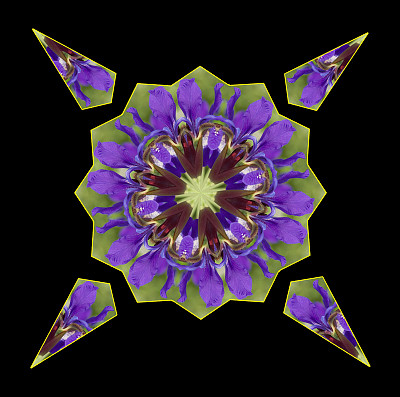 紫色的虹膜万花筒图片下载