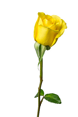 孤立的黄色玫瑰花，白色背景图片下载