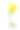 孤立的黄色玫瑰花，白色背景图片下载