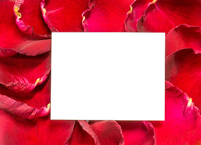 白色背景上的红玫瑰花瓣。图片下载