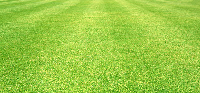 绿草的背景图片下载