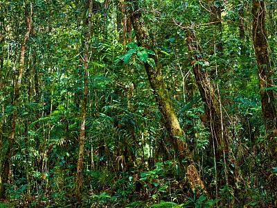 婆罗洲热带雨林图片下载