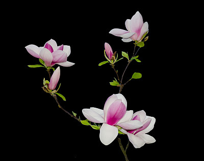 粉红色的木兰花孤立在黑色上图片下载