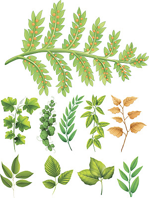 不同类型的叶子图片下载