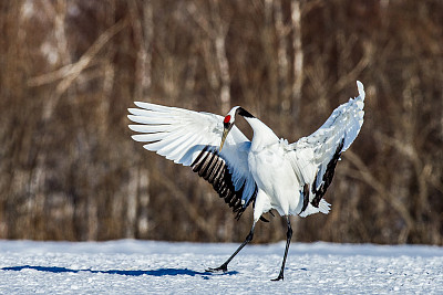 丹顶鹤照片素材ID：167521384