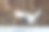 丹顶鹤照片素材ID：167521384