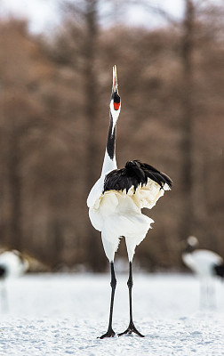 丹顶鹤照片素材ID：167521714