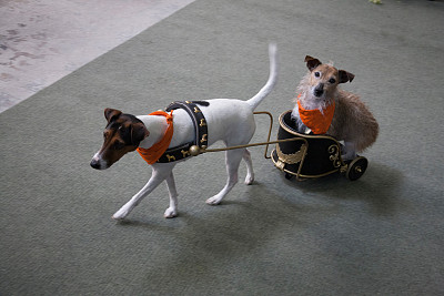 狗在狗图片下载