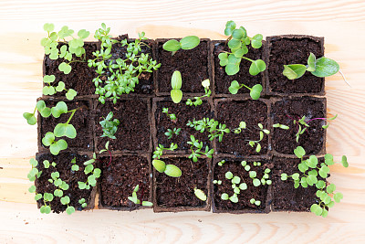 在泥炭锅中的草药和蔬菜幼苗图片下载