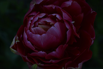 特里郁金香图片下载