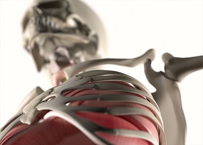 解剖人类身体。骨骼系统。3 d演示。素材图片