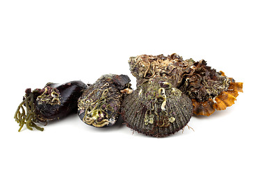 牡蛎、贻贝和扇贝图片下载