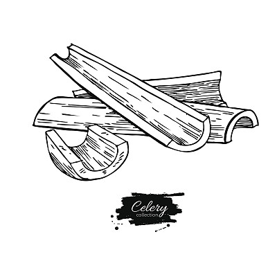 芹菜杆手绘矢量图。孤立的蔬菜雕刻风格对象。素食详图图片下载