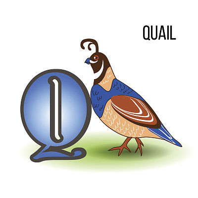 可爱动物园字母Q与卡通鹌鹑，鸟孩子动物载体搞笑插画孤立在背景，教育儿童，学前，ABC海报学习阅读，人物设计，吉祥物图片下载