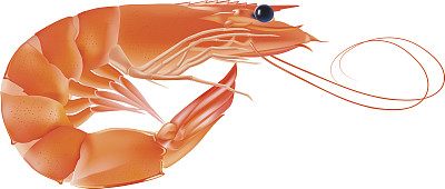 向量虾,海鲜。有头和腿的大虾。插图孤立在白色背景上图片下载