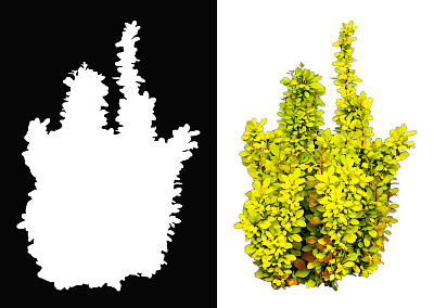 黄叶的灌木图片下载