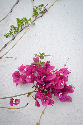 粉红色的叶子花属图片下载