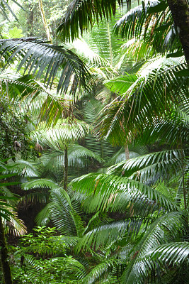 茂密的丛林图片下载