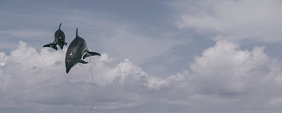 日本冲绳的海豚素材图片