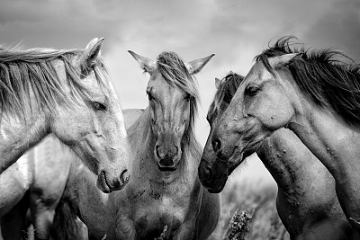 动物特写摄影。马咨询。四匹马把你们的头聚在一起。图片下载