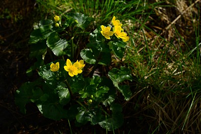 春天的野花黄色潮湿灌木球形花图片下载