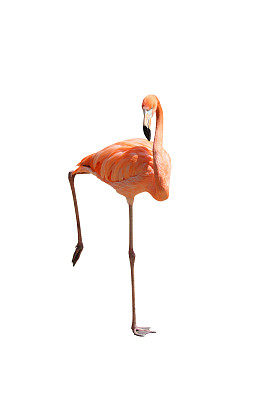 火烈鸟图片下载