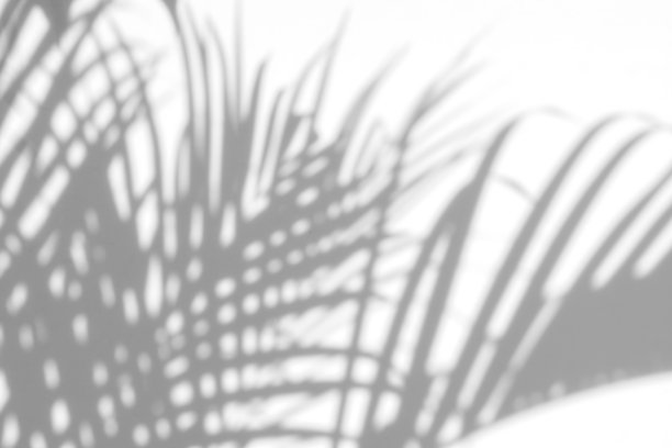 阴影棕榈叶图片下载