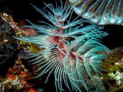 海底的圣诞树蠕虫图片下载