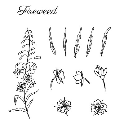 柳草，夏梅，杂草，玫瑰，手绘水墨素描植物插画，矢量图形花卉收集，设计花束包装茶叶，贺卡，药草图片下载