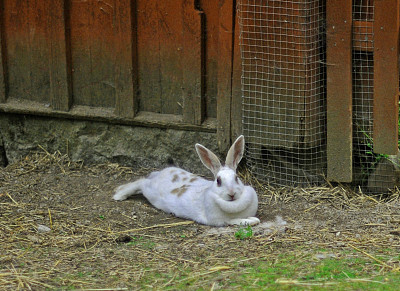 Rabbit Vallby Vasteras瑞典图片下载