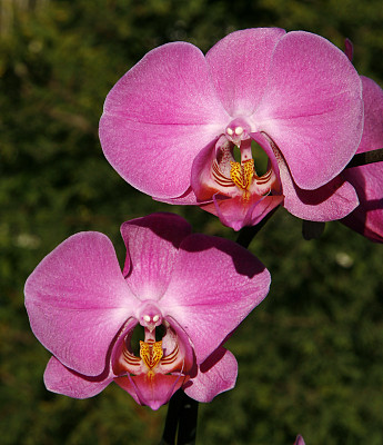 粉色兰花图片下载