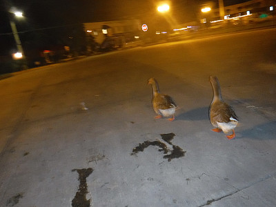 最后的电话图片下载