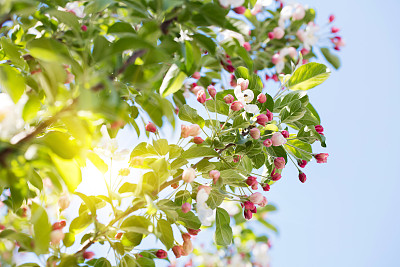 美丽的春天树图片下载