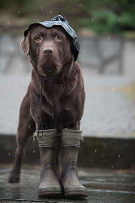 下雨天的拉布拉多犬图片下载