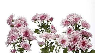 粉红色的菊花特写镜头图片下载