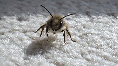 房子地毯上的蜜蜂。图片下载