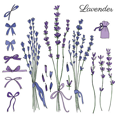 薰衣草花，花束，蝴蝶结，丝带手绘涂鸦矢量素描孤立在白色，花卉复古图形多彩的收藏包装茶，化妆品设计，婚礼邀请，贺卡图片下载