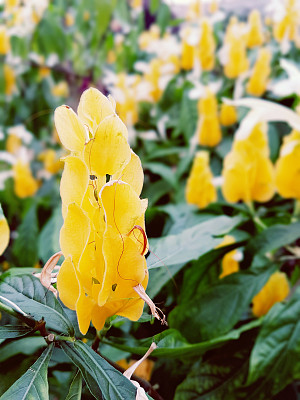 热带花朵图片下载