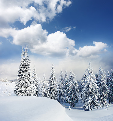 山中被冰霜和雪覆盖的树木素材图片