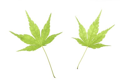 日本绿枫叶上白素材图片