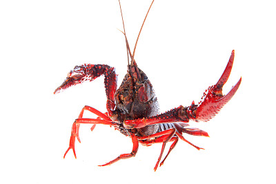 小龙虾，白色背景，特写图片下载