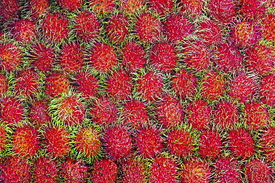 红毛丹图片下载