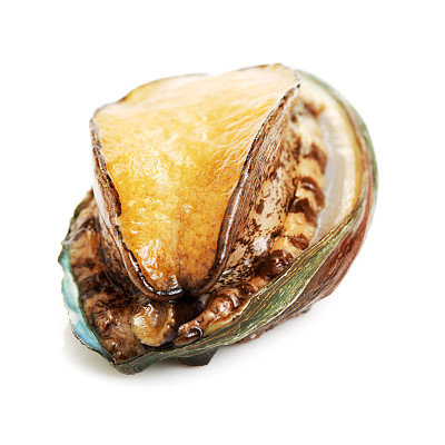 白色背景上的生鲍鱼素材图片