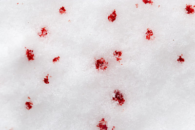 雪上有红色的血图片下载