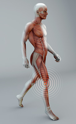 人走路时膝盖疼痛，骨骼和肌肉图片下载