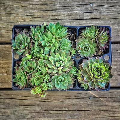 金黄色的向日葵在黄色陶瓷花瓶木质表面图片下载