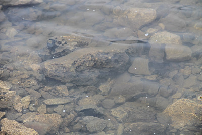 水纹理背景。河的表面图片下载