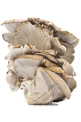 蘑菇牡蛎蘑菇在白色的背景图片下载